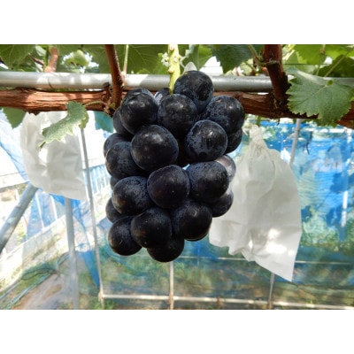 かすみがうら市産 ナガノパープル 2～3房 約1.2kg【配送不可地域：離島】