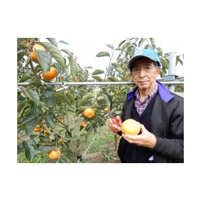 かすみがうら市産 完全甘柿「陽豊」と「富有」セット 3.5kg以上(10～14個)