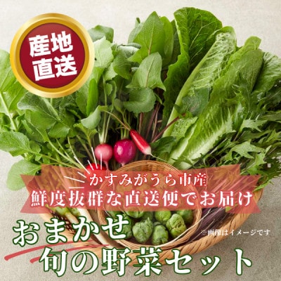 かすみがうら市産 旬の野菜おまかせセット 7～9種(2～3名様分)【配送不可地域：離島】