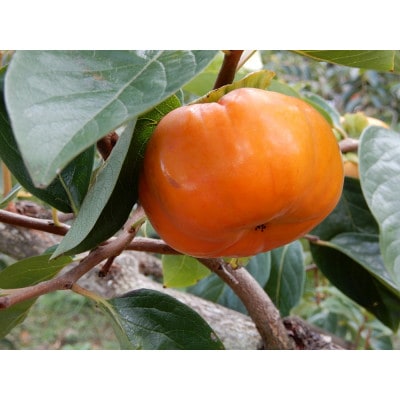 柿 早生(わせ) 3種セット 9～12個(約3.5kg)