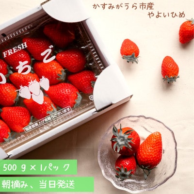 やよいひめ　朝摘み・当日発送　500g×1パック【配送不可地域：離島・沖縄県】