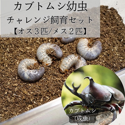 カブトムシ幼虫チャレンジ飼育セット(5匹)【オス3匹/メス2匹】