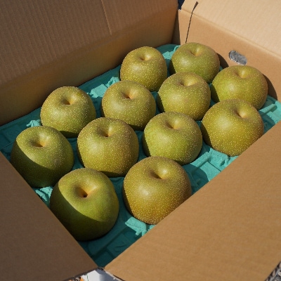 かすみがうら市産 梨[旬の品種をお届けします]3L〜5L(10玉〜14玉入) 約5kg