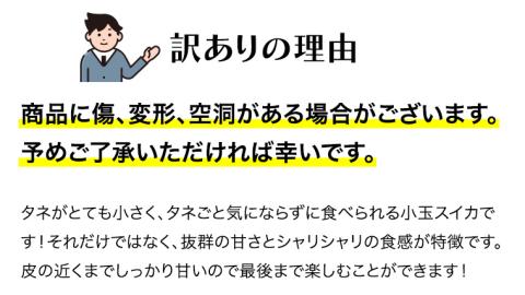 【 訳あり 】こだまスイカ ピノ・ガール（ １玉 ） 【 2026年5月中旬より発送開始 】 感動必至！ タネが気にならない すいか スイカ 西瓜 旬 旬の果実 旬のフルーツ くだもの 果実 フルーツ 夏 小玉スイカ 小玉 美味しい 茨城 [BC058sa]