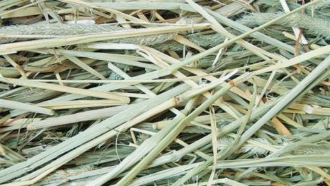 アニマルファーム おいしい牧草 500g × 3袋 チモシー 小動物用フード ペットフード 牧草 うさぎ チンチラ モルモット デグー [BU011sa]