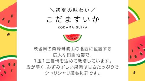 こだますいか 2玉 《2026年5月中旬から発送開始》 小玉すいか こだますいか 小玉 スイカ 西瓜 果物 フルーツ 茨城 農家直送 産地直送 [BQ016sa]