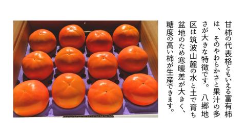 【 先行予約 2025年11月中旬以降発送 】富有柿 L 16玉 (茨城県共通返礼品 石岡市)  果物 くだもの フルーツ 柿 かき [DC001sa]