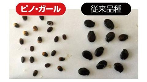 こだまスイカ ピノ・ガール（１玉） 【2026年5月中旬より発送開始】 感動必至！タネが気にならない スイカ 西瓜 小玉スイカ 小玉 果物 くだもの フルーツ 美味しい 茨城 [BC029sa]