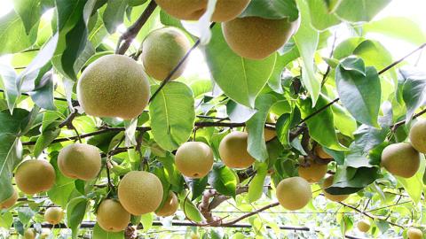 【2023年10月上旬発送開始】 にっこり梨 5kg 箱 秀品 6玉～9玉 (茨城県共通返礼品 かすみがうら市)  産地直送 フルーツ 甘い お正月 にっこり [DI001sa]