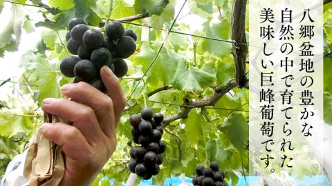 【 2025年8月下旬発送開始 】  巨峰 約2kg (茨城県共通返礼品 石岡市） 開田ぶどう園 産地直送 フルーツ 甘い 直送 茨城 限定 ぶどう 巨峰 果物 [DO002sa]