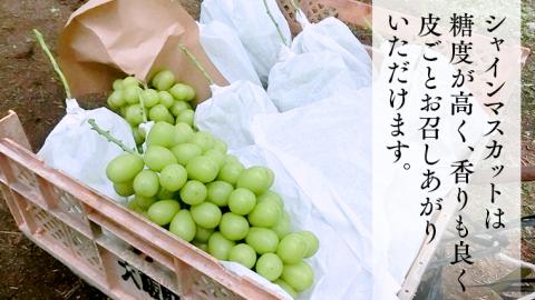 【 2025年9月上旬発送開始 】 シャインマスカット 約2kg (茨城県共通返礼品 石岡市） 開田ぶどう園 産地直送 フルーツ 甘い 直送 茨城 限定 ギフト ぶどう シャインマスカット 果物 [DO005sa]