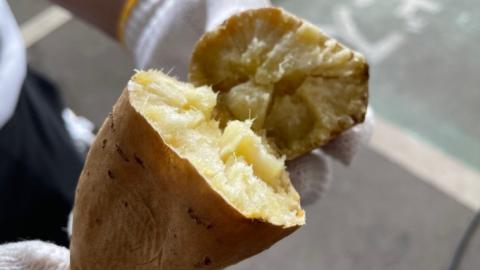 しろほろり 約10kg (茨城県共通返礼品／行方市) 2025年11月から発送開始 渋谷農園 さつまいも いも 芋 焼き芋 [DT012sa]