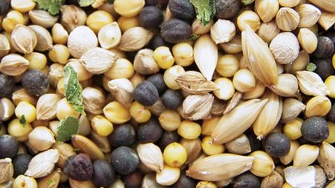 エクセル カナリア 500g×5袋 小鳥用 鳥 ペットフード 餌 えさ 穀類[BU010sa]