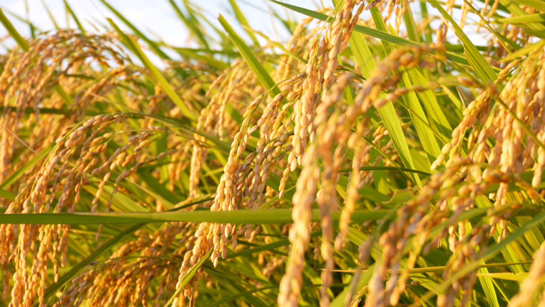 【 令和7年産 】 数量限定 桜川市産 こしひかり 5kg（5kg×1袋） 茨城県産 桜川 米 お米 白米 コメ ごはん 精米 コシヒカリ こしひかり 国産 限定 [AX018sa]
