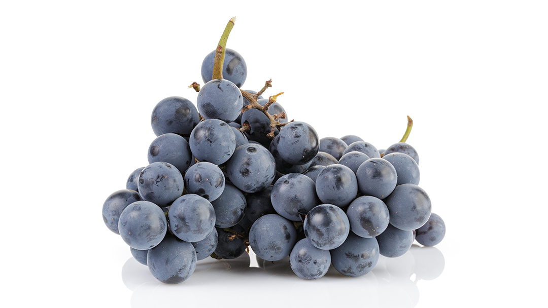 【2024年9月下旬から発送開始】3色 シャインマスカット食べ比べ (茨城県共通返礼品 城里町) ブドウ シャインマスカット フルーツ 食べ比べ 限定 茨城 直送 ギフト [CO010sa]