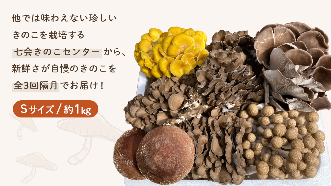 《 全３回 隔月定期便 》 きのこ の 詰め合わせ Sサイズ 約1kg （茨城県共通返礼品 城里町） 定期便 キノコ 舞茸 あわび茸 たもぎ茸 しいたけ ぶなしめじ セット 鍋 炒め物 [CX008sa]