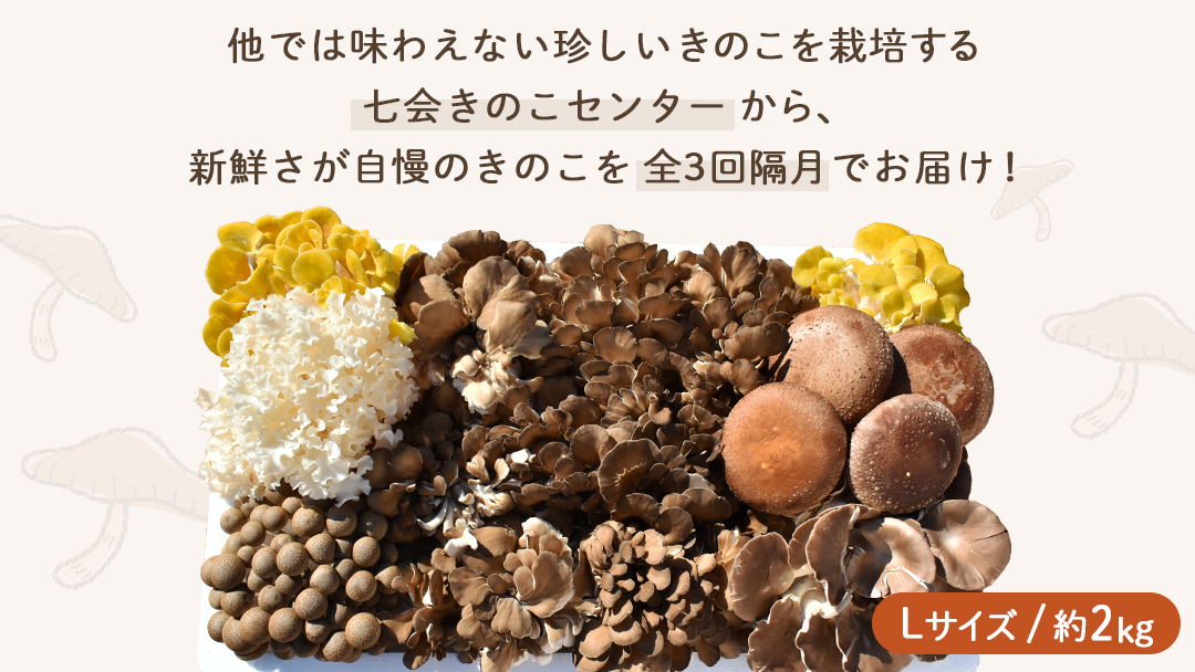 《 全３回 隔月定期便 》 きのこ の 詰め合わせ Lサイズ 約2kg （茨城県共通返礼品 城里町） 定期便 キノコ 舞茸 あわび茸 たもぎ茸 しいたけ 花びら茸 セット 鍋 炒め物 [CX010sa]