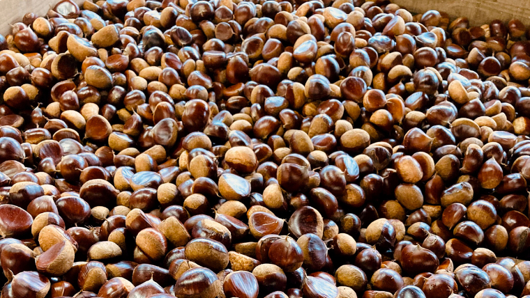 【2025年9月上旬発送開始】鶴沼 の 栗 2kg (茨城県共通返礼品／石岡市) 和栗 国産栗 くり 栗 生栗 オーガニック肥料 果じゅまる園 先行予約[DQ002sa]