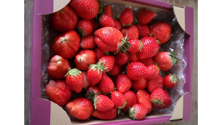 【 訳あり 】【 2026年 先行予約 】 いばらキッス たっぷり 約800g バラ詰め （茨城県共通返礼品／常陸太田市） 茨城県品種 2026年2月から発送開始 フルーツ 苺 イチゴ いちご 新鮮 朝採れ 茨城県 桧山FRUITFARM 不揃い 規格外 [DY023sa]