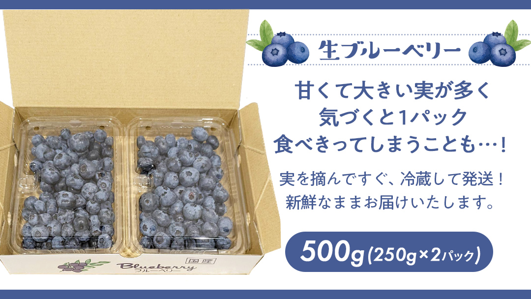 茨城県産 生 ブルーベリー 合計 500g (250g×2P) 多品種 果実 果物 くだもの フルーツ おやつ ブルーベリー ベリー ジャム 小分け[DZ001sa]