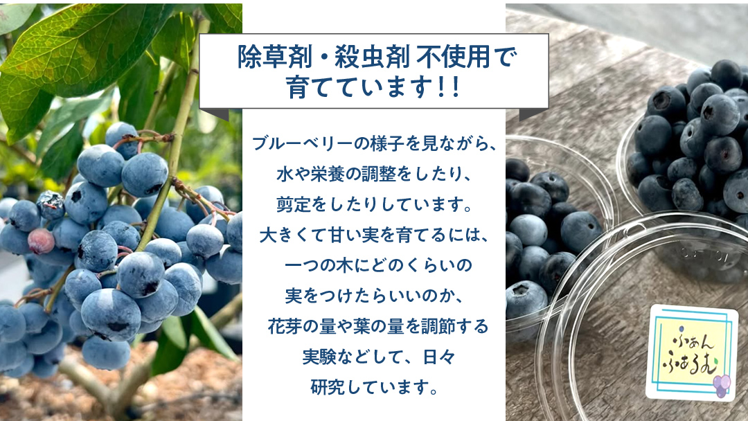 ブルーベリー狩り 体験チケット 《大人２名様プラン お土産付き》 ブルーベリー ベリー 食べ比べ 食べ放題 収穫 収穫体験 体験 チケット 招待券 レジャー 観光 旅行 ふれあい お土産 おみやげ 持ち帰り テイクアウト 多品種 果実 果物 くだもの フルーツ 自然体験 農業体験 茨城県 桜川市 [DZ007sa]