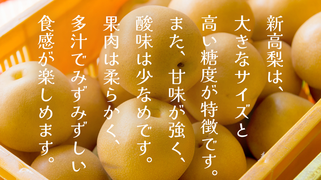 新高 約5kg（茨城県共通返礼品：かすみがうら市） 【2026年9月中旬発送開始】 梨 数量限定 なし ナシ フルーツ 果物 旬 産地直送 [FF005sa]
