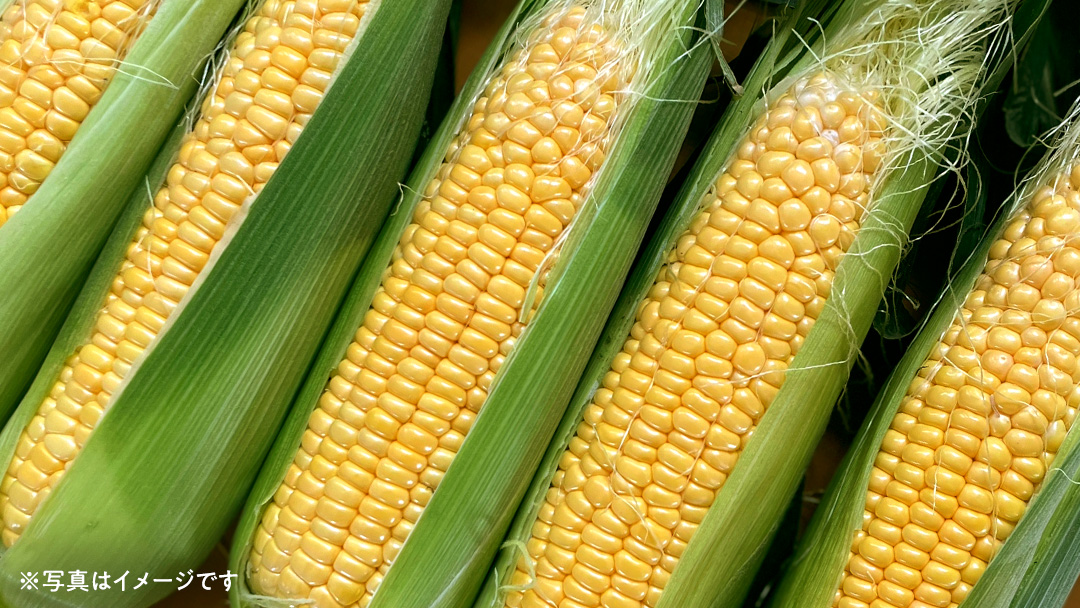 【2026年先行予約】桜川市産 とうもろこし 品種おまかせ 約4kg おおもの ゴールドラッシュ おひさまコーン  [FJ001sa]