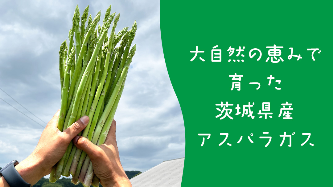 茨城県産 アスパラガス 800g 野菜 新鮮 フレッシュ 産地直送 農家直送 オーガニック BBQ バーベキュー キャンプ Freedom Farm フリーダムファーム[FK001sa]