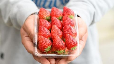 【 2026年 先行予約 】 やよいひめ (4パック)　特大・デラックスサイズ（茨城県共通返礼品／常陸太田市） 2026年1月上旬発送開始 大粒 フルーツ 苺 イチゴ いちご 新鮮 朝採れ 茨城県 桧山FRUITFARM [DY014sa]