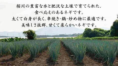 【2024年12月上旬発送開始】桜川市産 長ねぎ 約3kg ねぎ ネギ 野菜 鍋 [EH001sa]