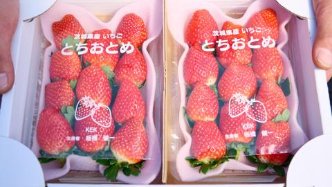 【 2025年1月上旬発送開始 】完熟！ やよいひめ 約280g×2P・とちおとめ 約280g×2P 食べ比べ 国産 いちご イチゴ 苺 果物 フルーツ 茨城県産 KEK [BC008sa]