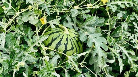 こだまスイカ　愛娘（２玉）【2026年5月中旬より発送開始】 際まで甘いこだまスイカ すいか スイカ 西瓜 甘い [BC030sa]