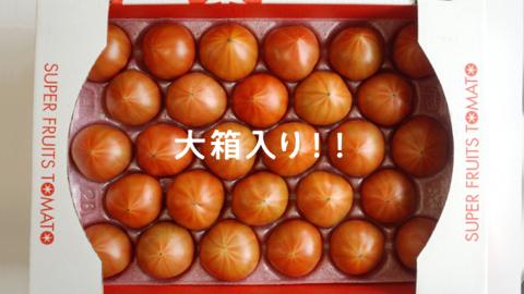 《 2026年収穫分 先行予約 》《 3回 定期便 》 糖度9度以上 スーパーフルーツトマト 大箱 約2.6kg × 1箱 × 3回 フルーツトマト ブランドトマト 野菜 ギフト 贈答 [BC048sa]