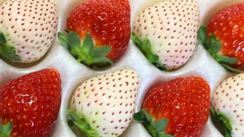 【 2026年 先行予約 】紅白 食べ比べセット いちご（ 2パック × 1箱 ) （茨城県共通返礼品／常陸太田市）2026年1月上旬発送開始 フルーツ 苺 イチゴ いちご 新鮮 朝採れ 茨城県 桧山FRUITFARM [DY019sa]