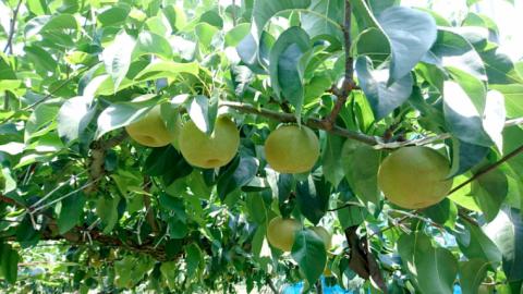 【 先行予約 】 茨城県産 梨 幸水 約5kg 6玉～14玉 (茨城県共通返礼品 かすみがうら市) (2025年8月上旬発送開始) 産地直送 久保田果樹園 フルーツ 甘い 直送 茨城 限定 ギフト 梨 幸水 こうすい 果物 [DH001sa]