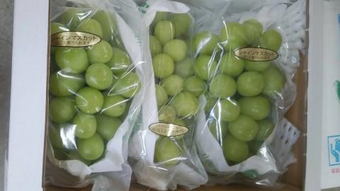 【2025年9月上旬から発送開始 】 シャインマスカット 1.5kg ( 茨城県共通返礼品 石岡市 ) 自宅用 マスカット フルーツ 果物 [DC009sa]