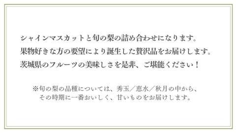 【2026年9月上旬発送開始】 茨城県産 「 シャインマスカット ４房 」と「旬の 梨 」 詰め合わせ 約 5kg 【茨城県共通返礼品／常陸太田市】 桧山果樹園 農家直送 桧山果樹園 農家直送 フルーツ 甘い 直送 茨城 限定 ギフト ぶどう シャインマスカット 旬 梨 秀玉 恵水 秋月 詰め合わせ 食べ比べ 果物 [DU014sa]