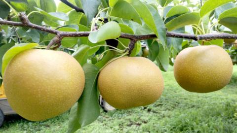 【先行予約】 茨城県産 梨 恵水 約5kg 6玉～12玉 (茨城県共通返礼品 かすみがうら市) (2025年9月中旬発送開始) 産地直送 久保田果樹園 [DH003sa]