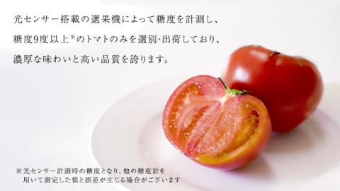 《 テレビで紹介 》【 2026年収穫分 先行予約 】 糖度9度以上 スーパーフルーツトマト てるて姫 中箱 約1.2kg × 1箱 と PREMIUM ドレたれ セット フルーツトマト ブランドトマト 野菜 ギフト 贈答 青空レストラン ヒルナンデス アド街ック天国 グッドモーニング 黄金のワンスプーン [BC077sa]