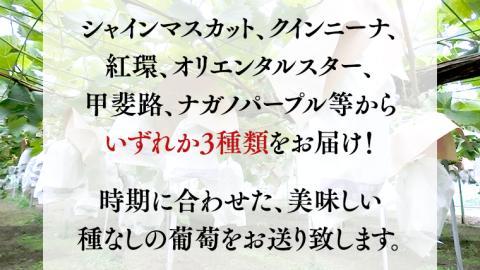【 2025年9月中旬発送開始 】 おまかせ 種なし葡萄 3種 詰め合わせ 約2kg (茨城県共通返礼品 石岡市） 開田ぶどう園 産地直送 フルーツ 甘い 直送 茨城 限定 ギフト ぶどう シャインマスカット ナガノパープル 果物 [DO010sa]