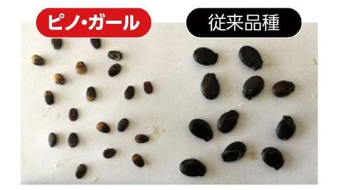 【 訳あり 】こだまスイカ ピノ・ガール（ １玉 ） 【 2026年5月中旬より発送開始 】 感動必至！ タネが気にならない すいか スイカ 西瓜 旬 旬の果実 旬のフルーツ くだもの 果実 フルーツ 夏 小玉スイカ 小玉 美味しい 茨城 [BC058sa]