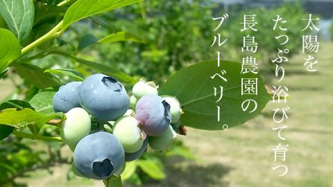 冷凍 ブルーベリー 800g 冷凍ブルーベリー 国産 茨城県産 ベリー 冷凍果実 フルーツ 果物 くだもの 自家製栽培 [AK005sa]