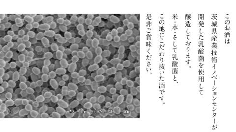 【期間限定】真壁 MAKABE 直汲生 500ml 地酒 純米吟醸 生酒 日本酒 米 村井醸造 国産 乳酸菌 お酒 フレッシュ 芳醇  [ET001sa]