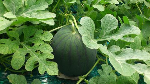 黒こだま すいか 4～5玉 《2026年7月上旬から発送開始》 スイカ すいか 西瓜 黒こだま おやつ 夏 [BQ001sa］