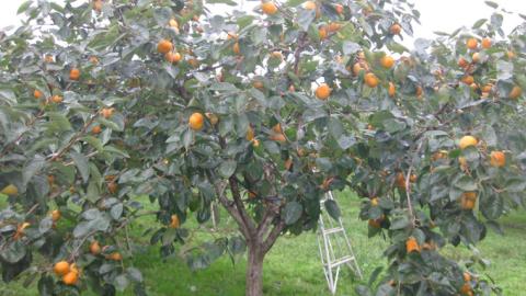 【 先行予約 2025年11月中旬以降発送 】富有柿 L 16玉 (茨城県共通返礼品 石岡市)  果物 くだもの フルーツ 柿 かき [DC001sa]