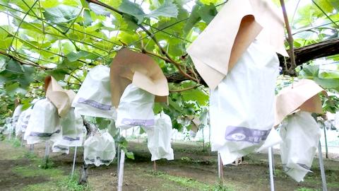 【 2025年8月下旬発送開始 】 巨峰 約1.2kg (茨城県共通返礼品 石岡市） 開田ぶどう園 産地直送 フルーツ 甘い 直送 茨城 限定 ぶどう 巨峰 果物 [DO001sa]