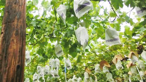 【 2025年9月上旬発送開始 】 シャインマスカット 約1.2kg (茨城県共通返礼品 石岡市） 開田ぶどう園 産地直送 フルーツ 甘い 直送 茨城 限定 ギフト ぶどう シャインマスカット 果物 [DO004sa]