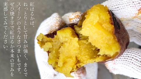 2025年度産 紅はるか 約5kg 【茨城県共通返礼品／行方市】渋谷農園 さつまいも いも 芋 焼芋 [DT001sa]