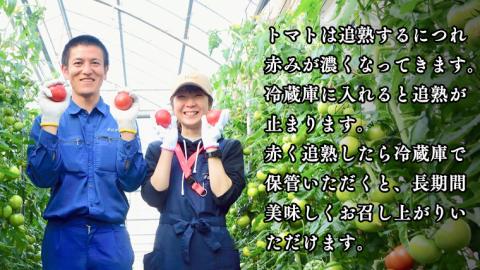 《 2026年収穫分 先行予約 》 糖度9度以上 超大玉 スーパーフルーツトマト 大箱 約2.8kg × 1箱 (14～18玉/1箱) フルーツトマト ブランドトマト 野菜 ギフト 贈答 [BC011sa]