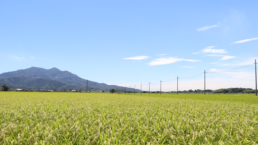 【 令和7年産 】 数量限定 桜川市産 こしひかり 5kg（5kg×1袋） 茨城県産 桜川 米 お米 白米 コメ ごはん 精米 コシヒカリ こしひかり 国産 限定 [AX018sa]